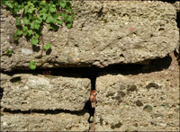 Gartenbau Trockenmauer in Überlingen am Bodensee
