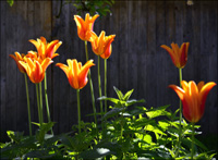 Tulpen und Brennnesseln Gartenplanung in Isny